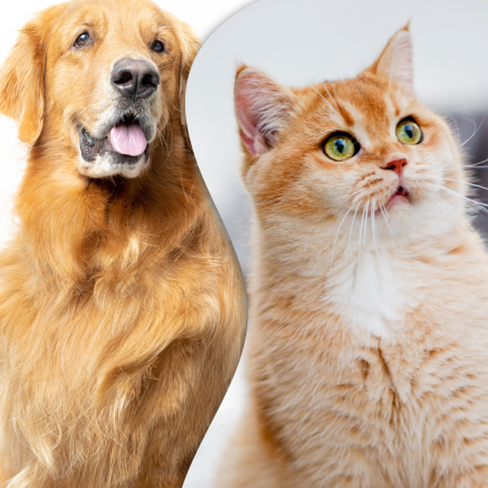 Pets